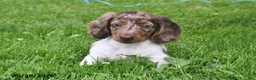 Miniature Dachshund dogs for sale: Buster - Ad 2