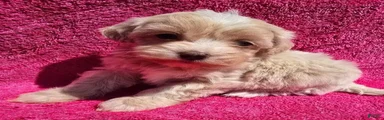 Flossy 