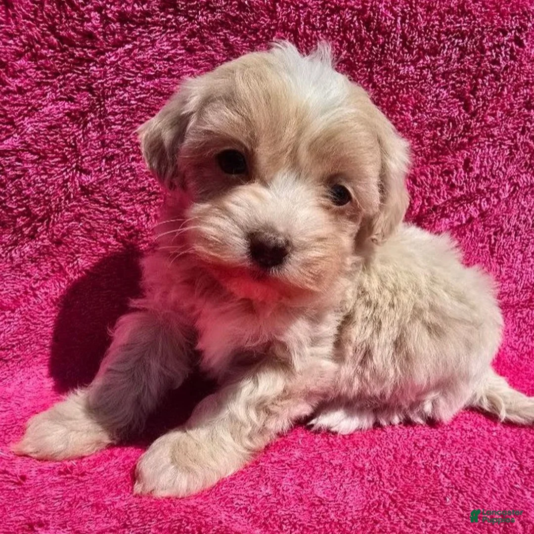 Maltipoo dogs for sale: Flossy  - Ad 1