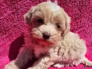 Maltipoo dogs Flossy - Ad 3