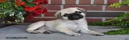 Puggle dogs for sale: Poppy - Ad 4