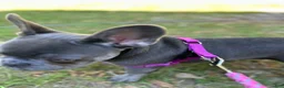 French Bulldog dogs for sale: French Bulldog 2 - Ad 4