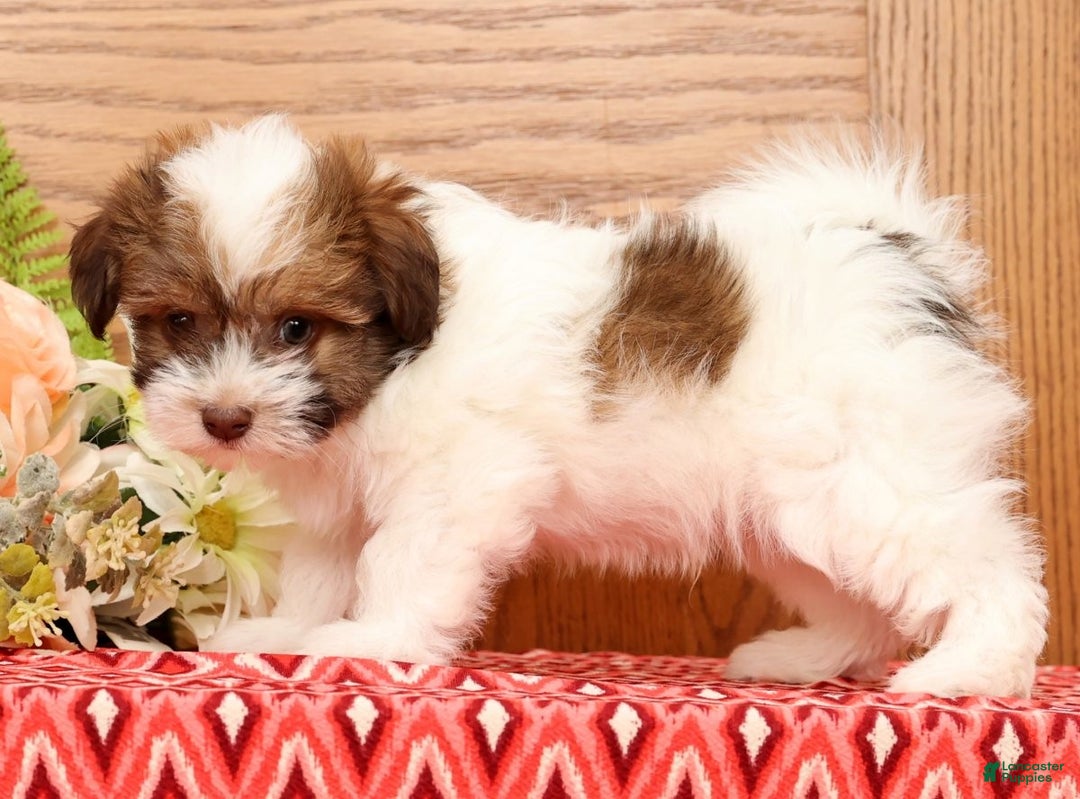 Havanese dogs for sale: Rex - Ad 9