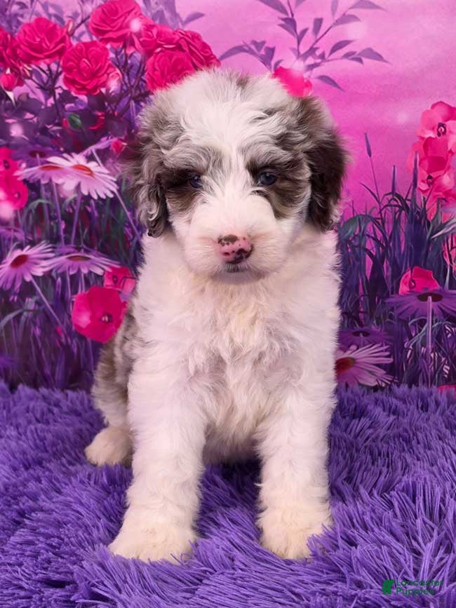 Mini Sheepadoodle dogs Sue - Ad 13