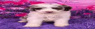 Sue