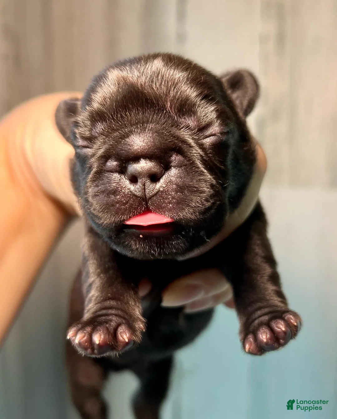 French Bulldog dogs for sale: Midnight Groove’s Ascension-Black - Ad 1
