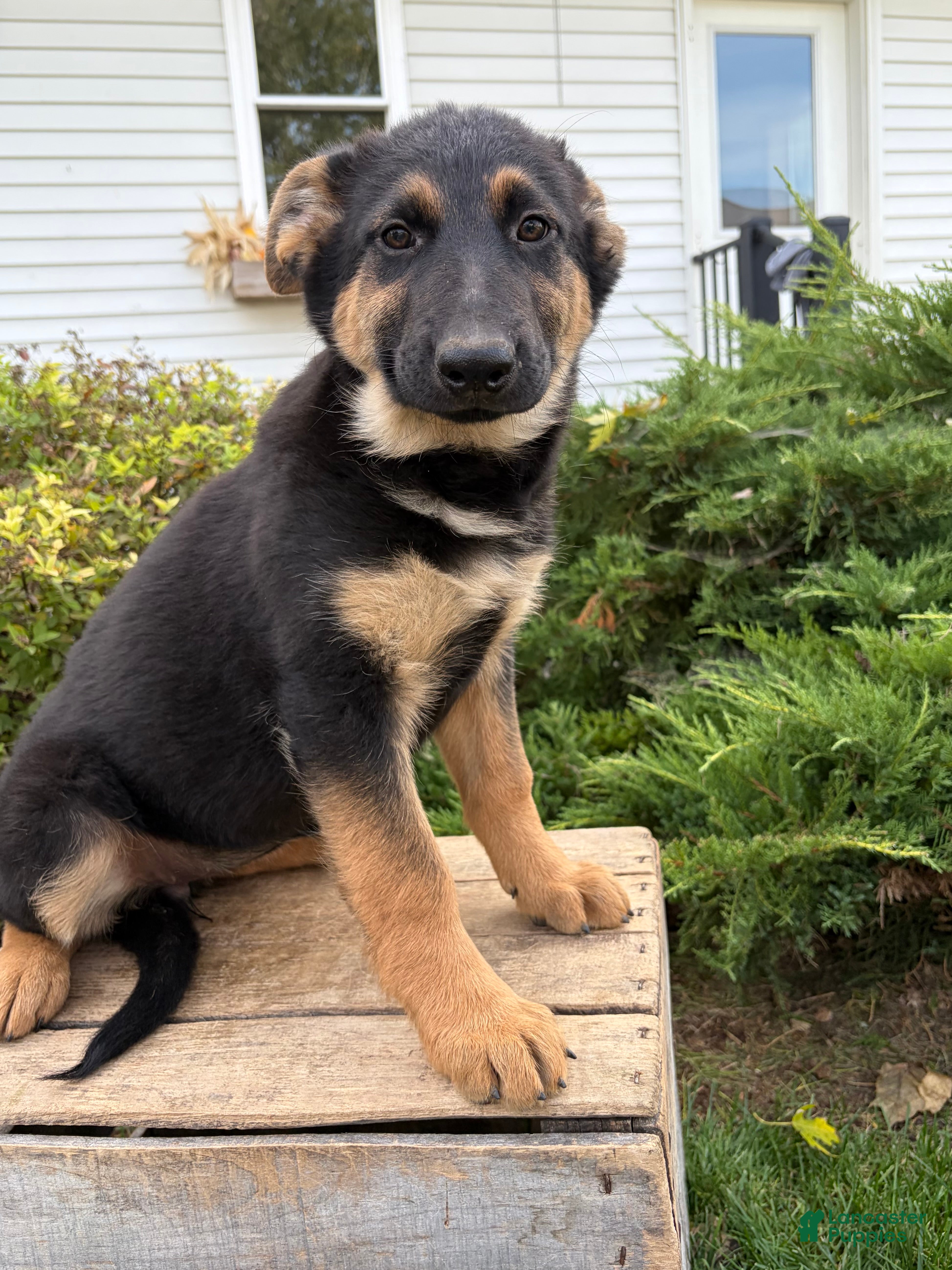 German Shepherd dogs for sale: Dakota - Ad 2