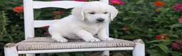 Golden Retriever dogs for sale: Bandit - Ad 9