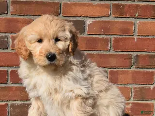 Goldendoodle dogs Jasper - Ad 35