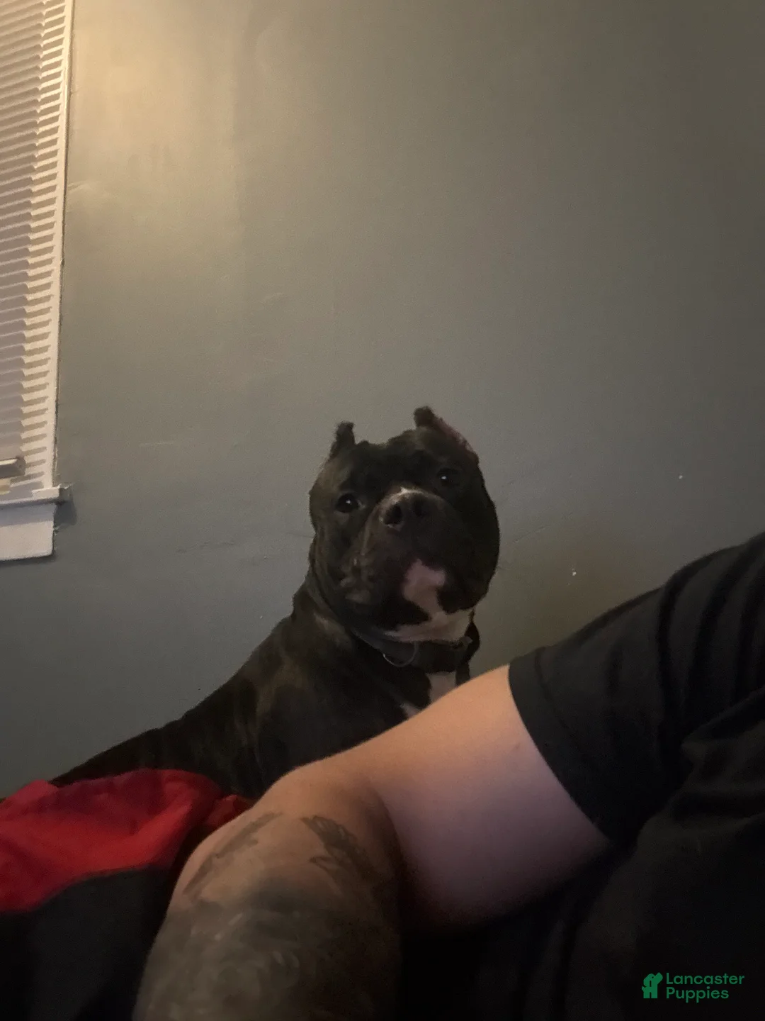 American Bully dogs for sale: American Bully 2 - Ad 1