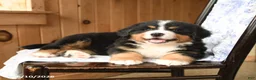 Bernese Mountain Dog dogs for sale: Oliver - Ad 4