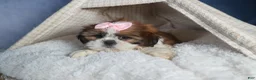 Shih Tzu dogs for sale: COOKIE - Ad 8