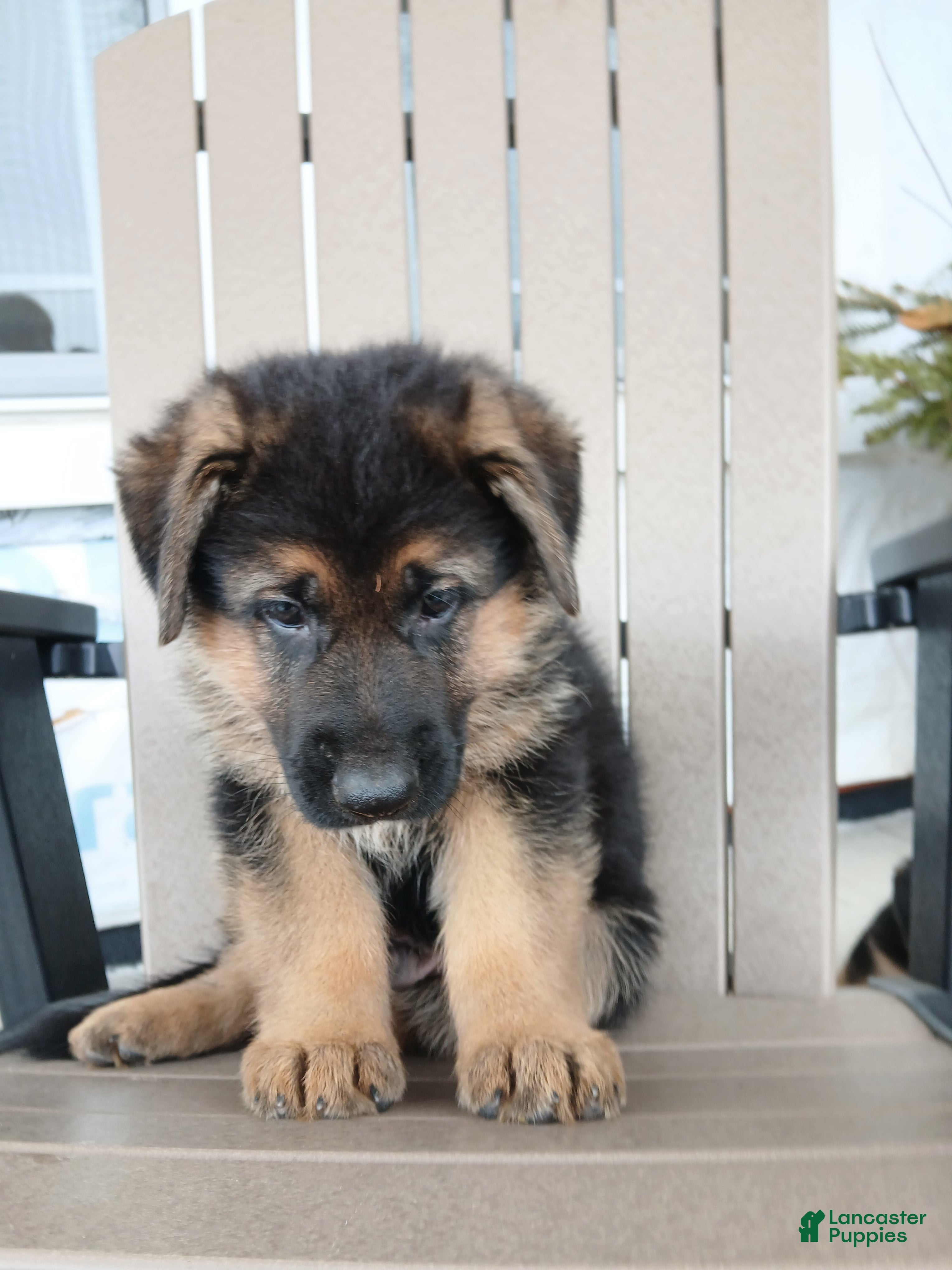 German Shepherd dogs Titan - Ad 2