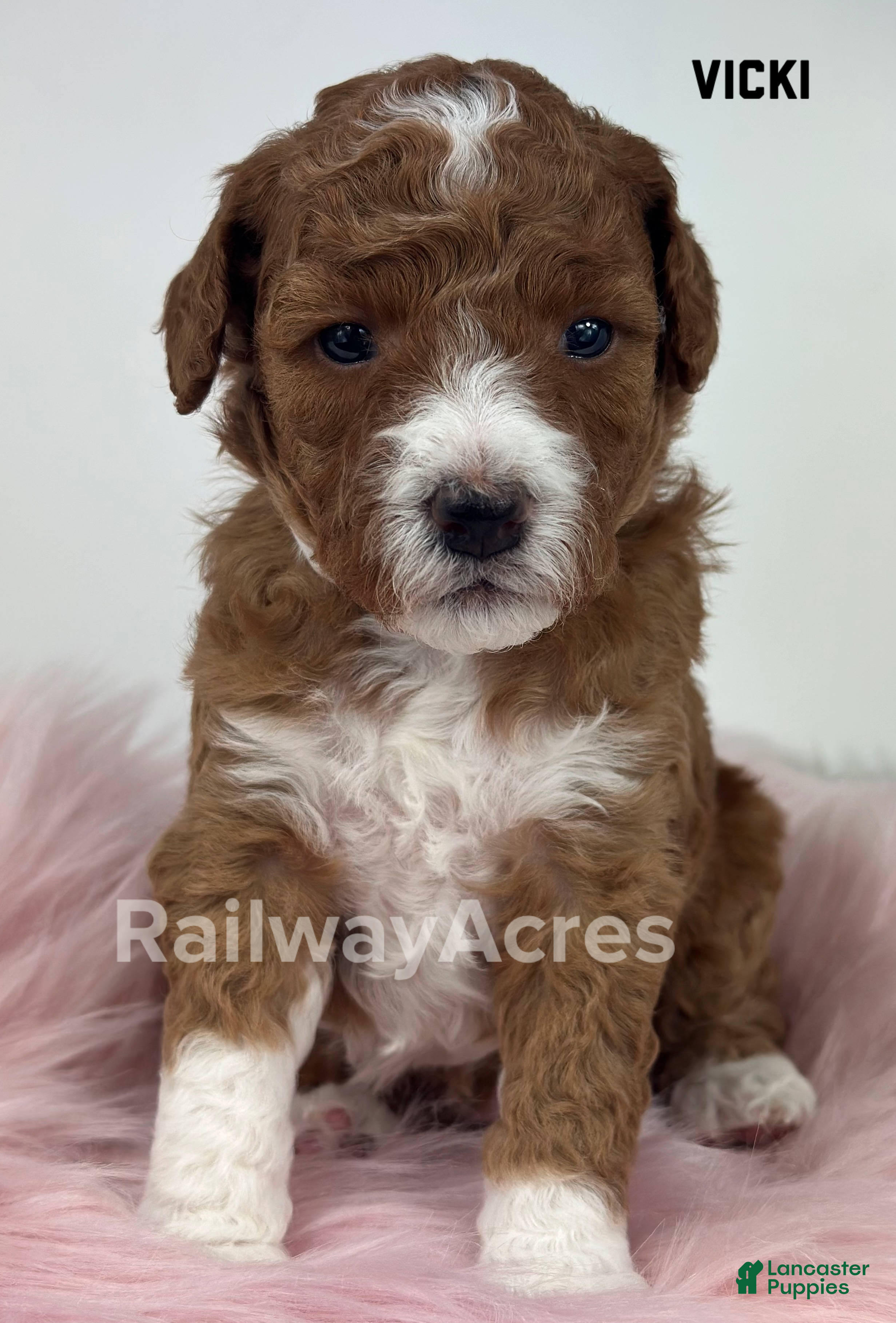 Mini Goldendoodle dogs Vicki-Petite - Ad 35