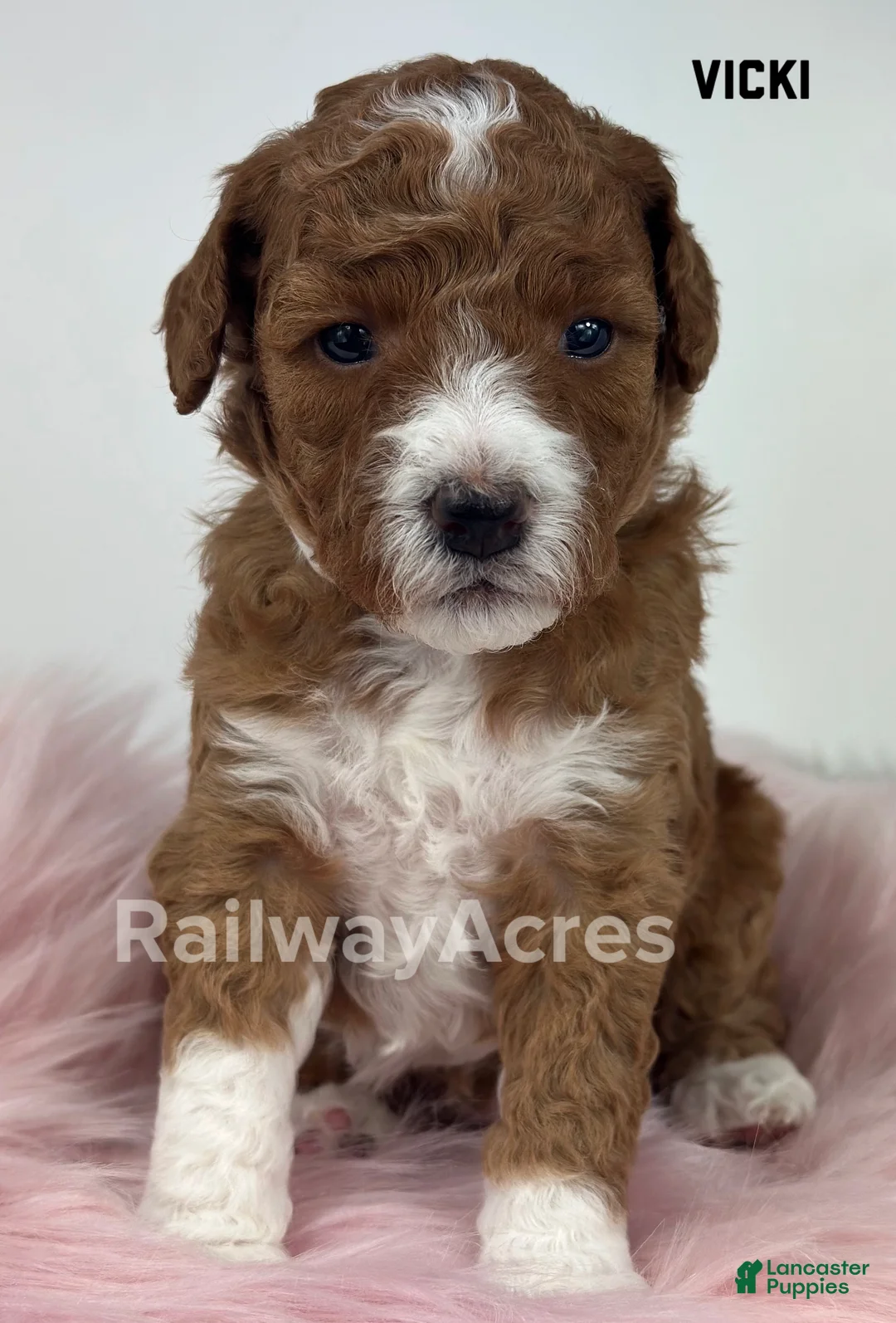 Mini Goldendoodle dogs for sale: Vicki-Petite - Ad 2