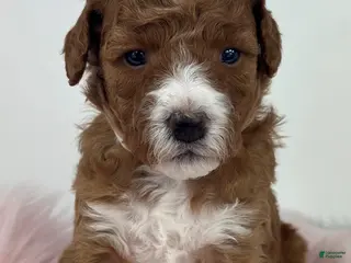 Mini Goldendoodle dogs Vicki-Petite - Ad 11