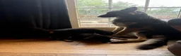 German Shepherd dogs for stud: Keystone Shepherds Long Hair Stud - Ad 9