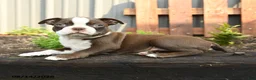 Boston Terrier dogs for sale: Vienese - Ad 3