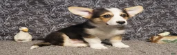 Welsh Corgi Pembroke dogs for sale: Roofus - Ad 2