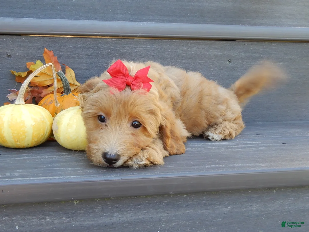Mini Goldendoodle dogs for sale: Izzy - Ad 2