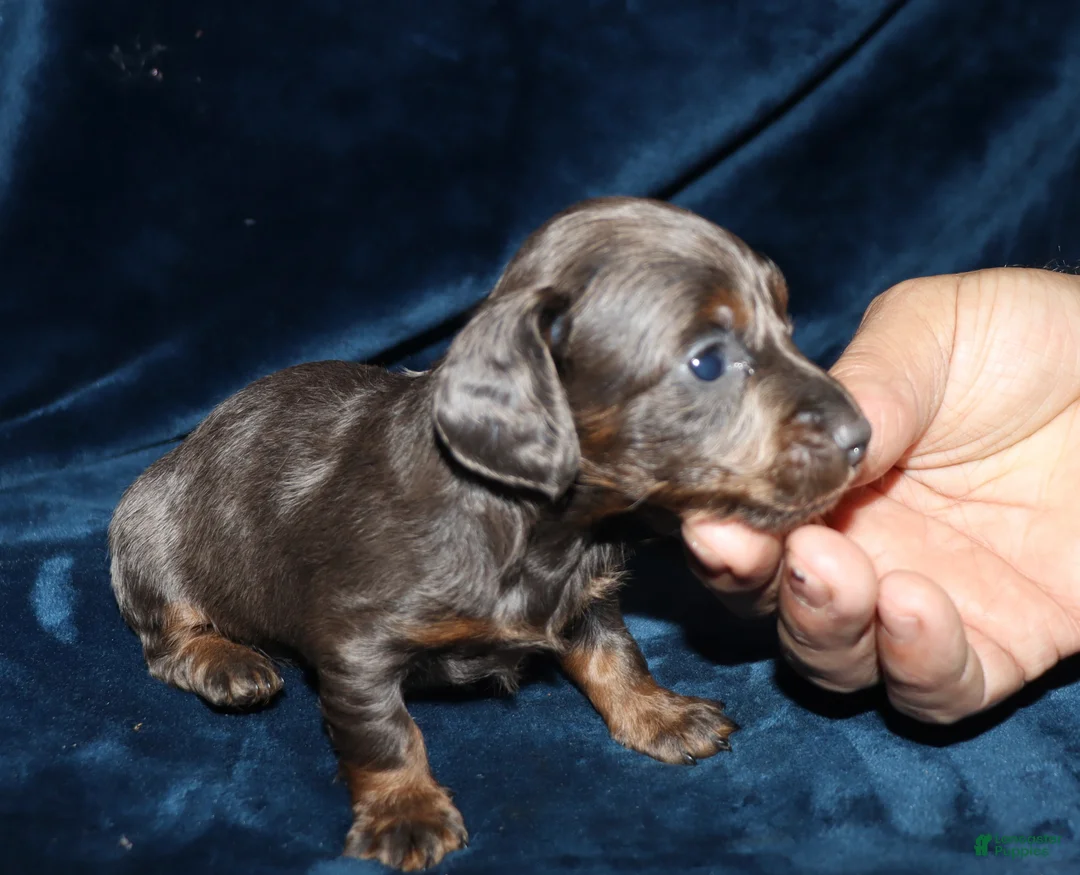 Miniature Dachshund dogs for sale: Kanika - Ad 2