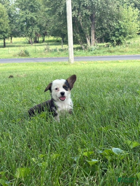 Welsh Corgi Pembroke dogs Welsh Corgi Pembroke 3 - Ad 1