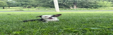 Welsh Corgi Pembroke 3