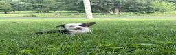 Welsh Corgi Pembroke dogs for sale: Welsh Corgi Pembroke 3 - Ad 1