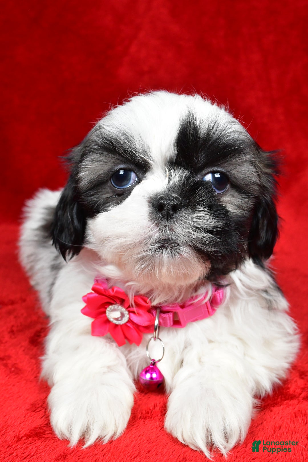Shih Tzu dogs for sale: Hope - Ad 5