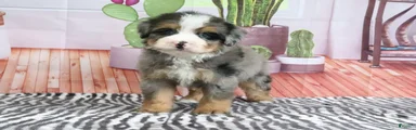 Sarge
