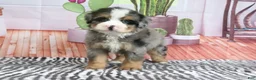 Mini Bernedoodle dogs for sale: Sarge - Ad 1