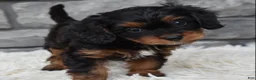 Cavapoo dogs for sale: Roxy - Ad 3