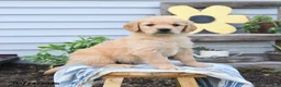 Golden Retriever dogs for sale: Sandy - Ad 1