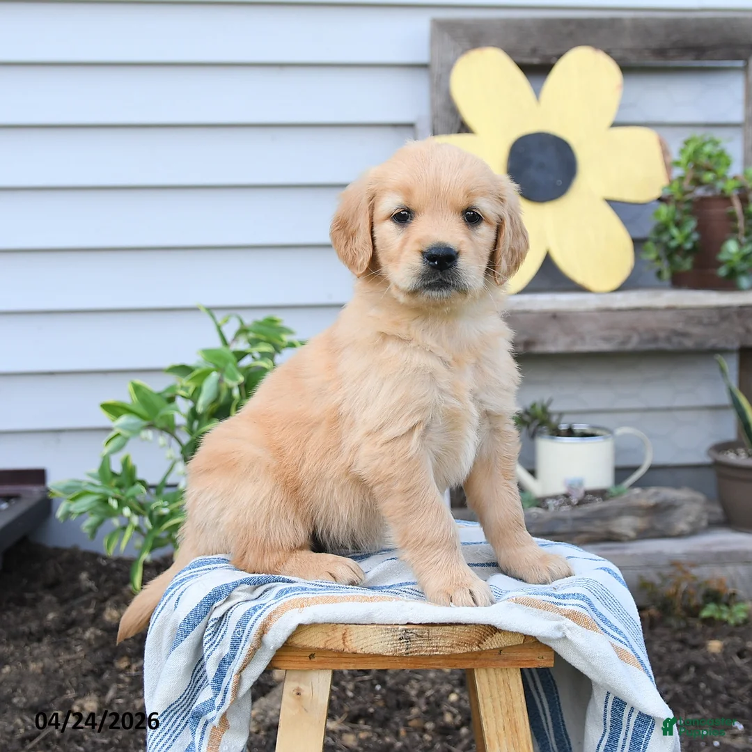Golden Retriever dogs for sale: Sandy - Ad 1
