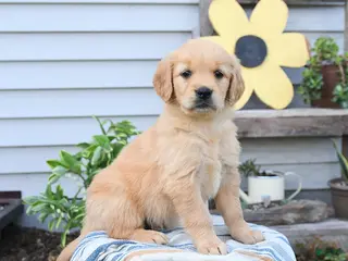 Golden Retriever dogs for sale: Sandy - Ad 1