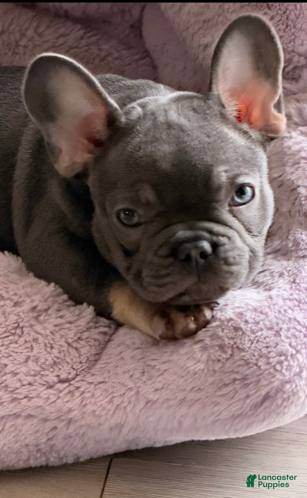 French Bulldog dogs Diesel  - Ad 2