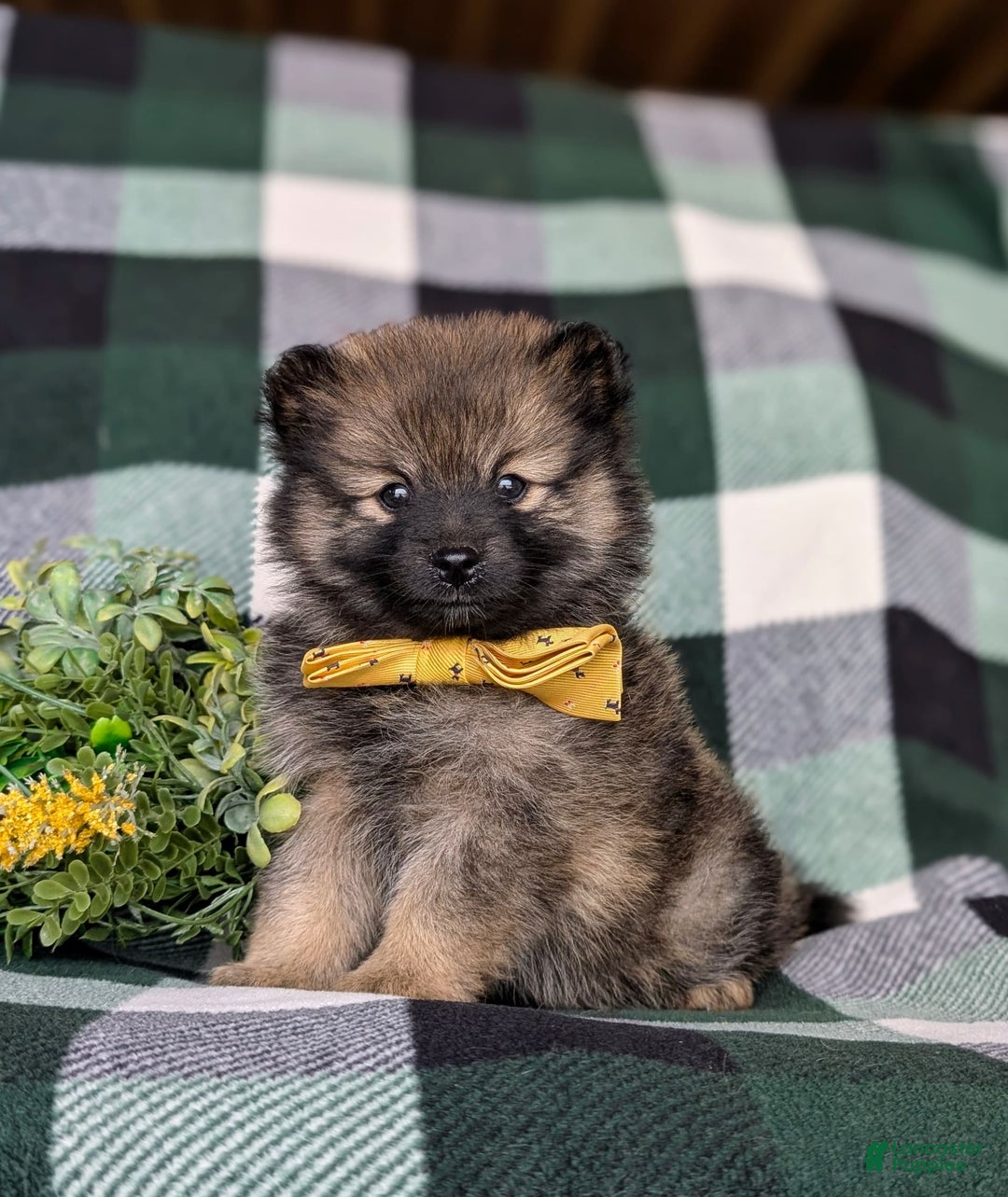 Pomeranian dogs for sale: Kegan - Ad 9
