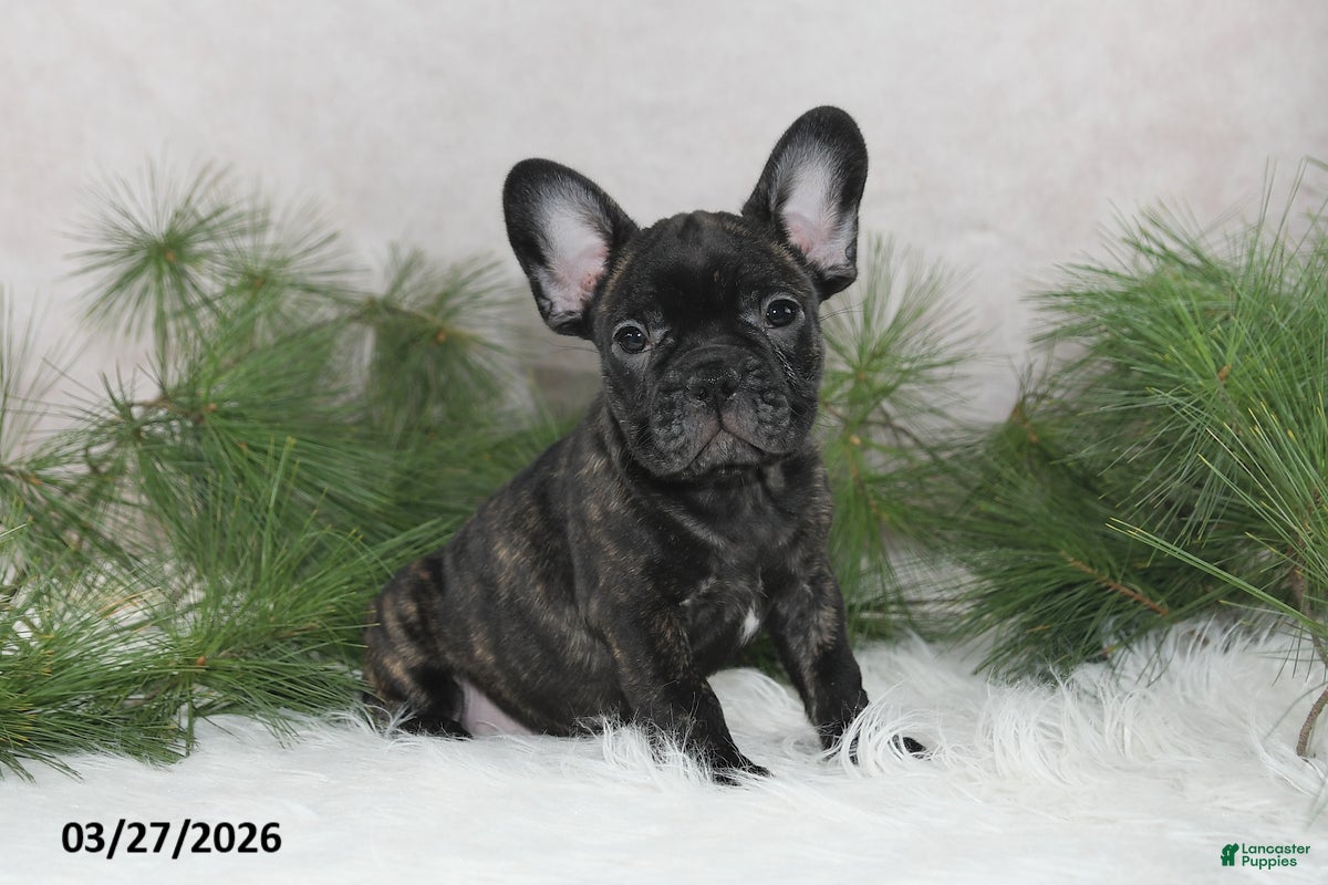 Frenchton dogs Forrest - Ad 1