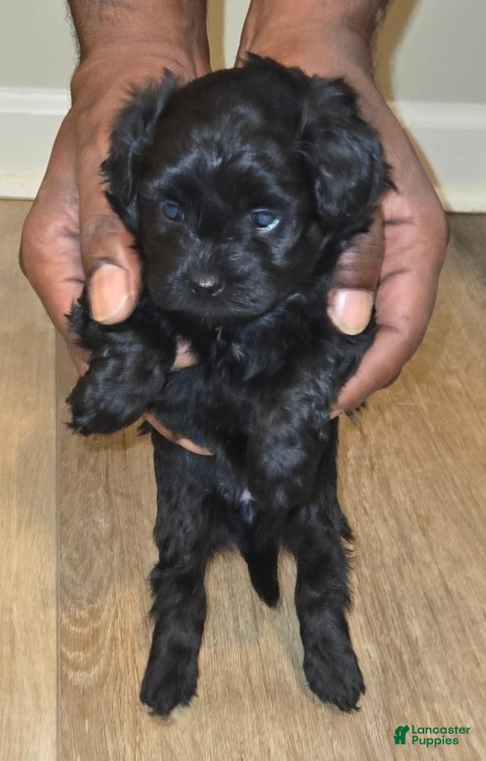 Shihpoo dogs Shihpoo 1 - Ad 23