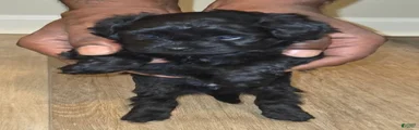 Shihpoo 1