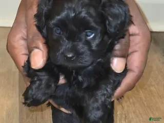 Shihpoo dogs Shihpoo 1 - Ad 17