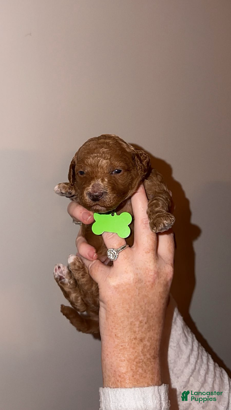 Mini Goldendoodle dogs Mini Goldendoodle Puppy 5 - Ad 15