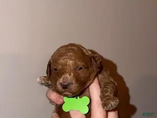 Mini Goldendoodle dogs Mini Goldendoodle Puppy 5 - Ad 15