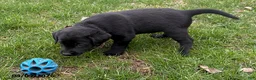 Labrador Retriever dogs for sale: Jasper - Ad 2