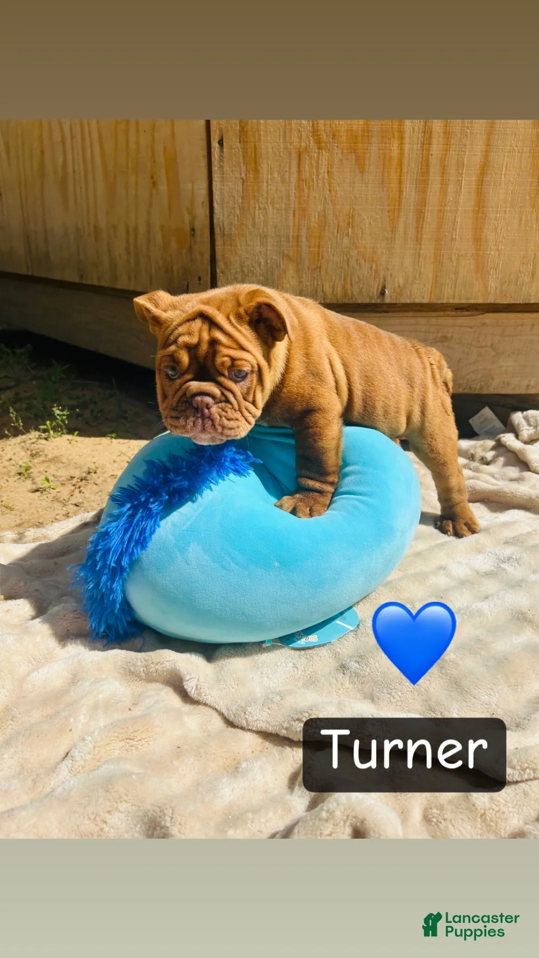 English Bulldog dogs for sale: Turner - Ad 2
