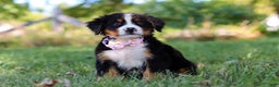 Bernese Mountain Dog dogs for sale: Oakley  - Ad 4