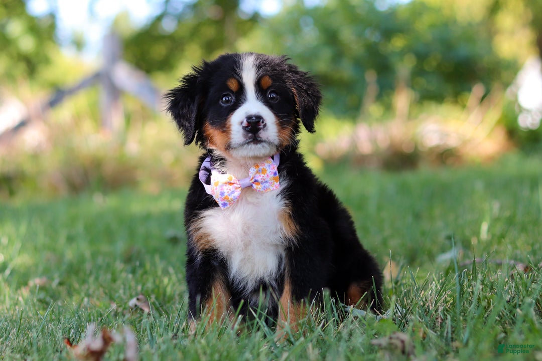 Bernese Mountain Dog dogs for sale: Oakley  - Ad 4