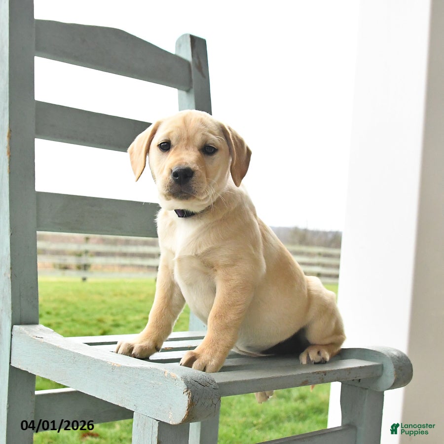 Mixed Breed dogs Misty - Ad 1