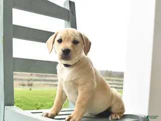 Mixed Breed dogs for sale: Misty - Ad 4