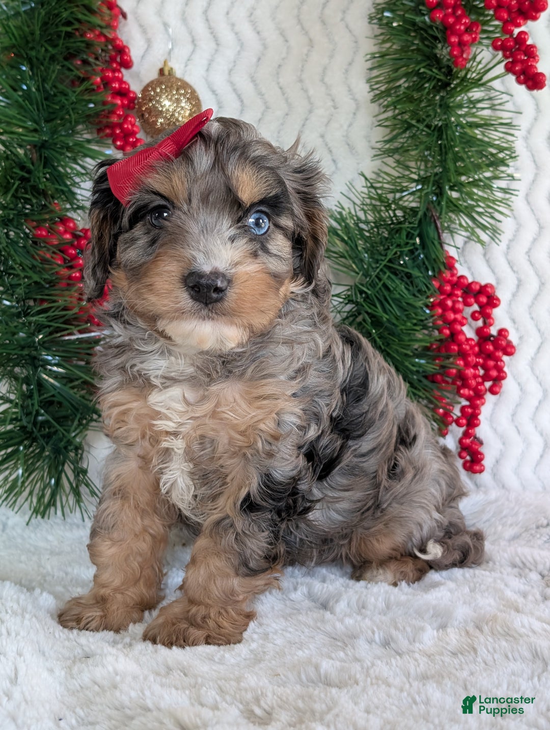 Cavapoo dogs for sale: Nemo - Ad 13